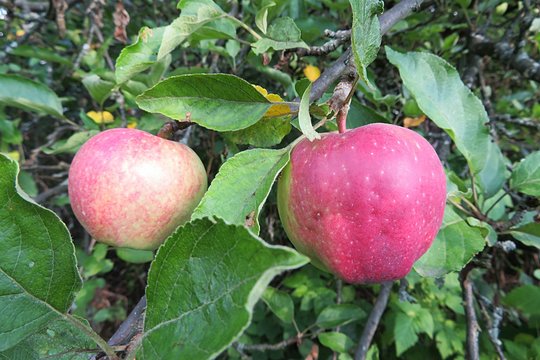 Red apple on tree in fruit garden, closeup 