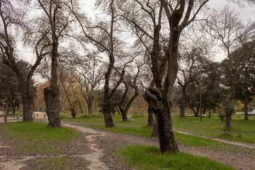 Fototapeta premium Photo of trunks
