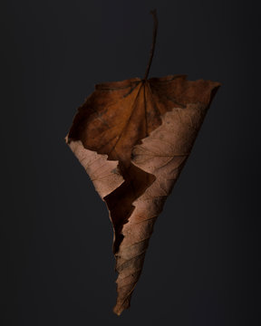 Closeup of dry plane tree leaf on dark background