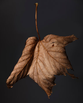 Closeup of dry plane tree leaf on dark background