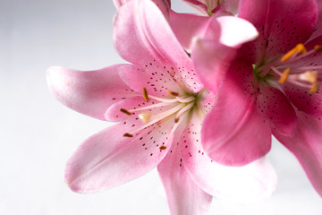 Fototapeta na wymiar Pink lily background with copy space