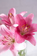 Fototapeta na wymiar Elegant beautiful pink flowers, Lilies close up on white