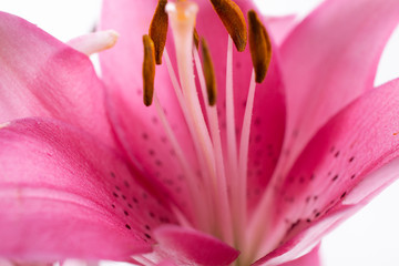 Stamen and pistil of pink flower lilies close up. Abstract Nature background.
