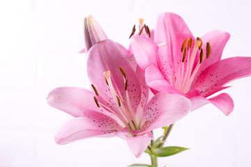 Fototapeta na wymiar Pink lily background with copy space