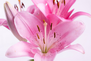 Obraz na płótnie Canvas A bouquet of light pink lilies on white background.