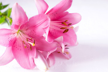Fototapeta na wymiar A bouquet of light pink lilies on white background.
