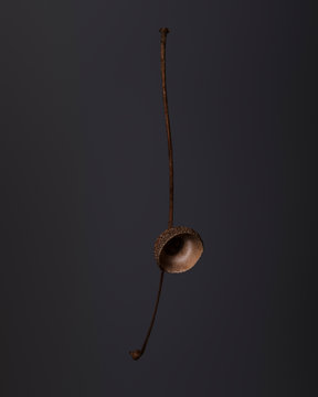 Closeup of dry acorn cupule on dark background