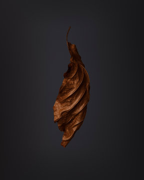 Closeup of dry beech leaf on dark background