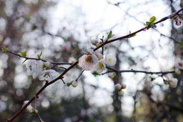 Beautiful blooming fruit tree branch with pink delicate flowers in the garden in spring