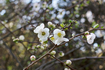 A beautiful branch of a flowering tree with white flowers and buds in the Park in the spring