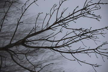 Trunks and tree branches in the mist in winter