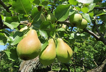 Pears on tree in the garden, europe 