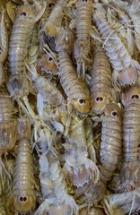 Squilla mantis shrimps close up