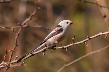 The long-tailed tit