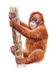 Orangutan. Realistic red monkey on tree colorful isolated on white background. Watercolor. Illustration. Template. Close-up. Clip art. Hand drawn. Painting © Yuliia