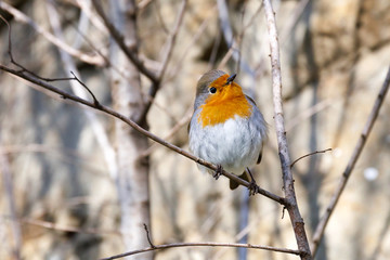Robin, bird in the branches. A robin resting on a branch, photographed in the foreground, with the background of the forest.