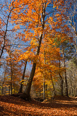 Panoramic view of the forest, with its bright colors, in an autumn afternoon.