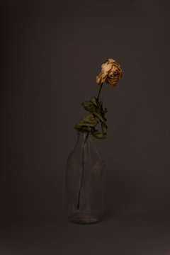 Dried yellow rose on dark background