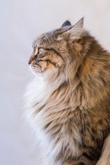 Naklejka na ściany i meble Tender siberian cat of livestock in relax outdoor, brown tabby male