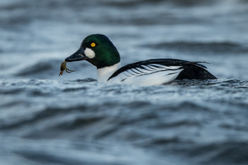 Goldeneyes with a crab