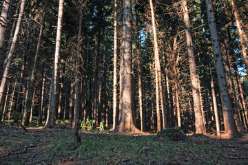 A fir forest in the sunset light