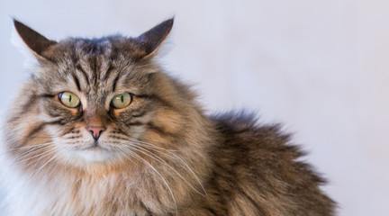 Adorable siberian cat of livestock in relax outdoor