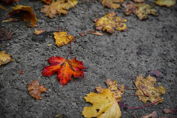 autumn maple leaves on the ground