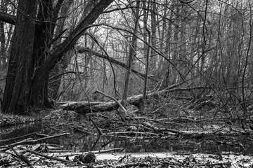 Creepy Swamp in Winter, death Trees in swamp, black and white photo, creepy