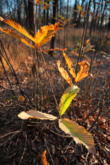 Panoramic view of the forest, with its bright colors, in an autumn afternoon.