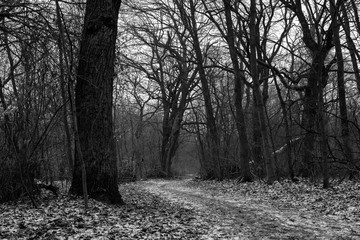 Path in Forest with a bit snow, snowy path in forest, snow, winter, black and white photo
