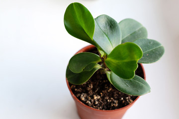 green plant in a pot