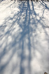 Shadow tree on the snow