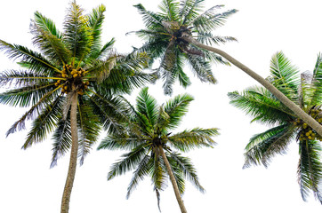 Naklejka na ściany i meble Palm trees view from below, isolated on white background.