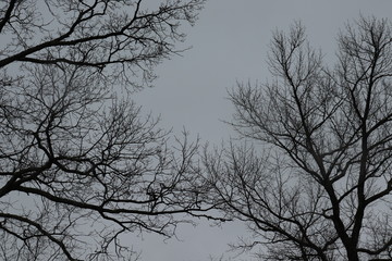 trees in sky