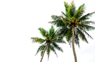 Fototapeta na wymiar Palm trees isolated on white background