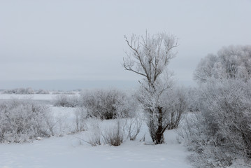 Tree in hoarfrost against the background of the river and the sky. Winter landscape