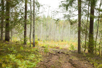 Obraz premium Path in a wood