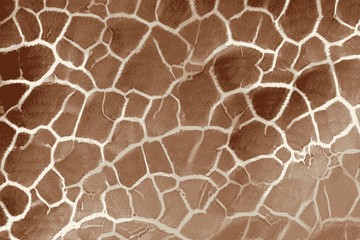 Texture of a giraffe skin and hair with spotted fur
