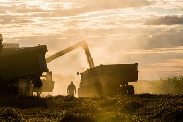 Fototapeta premium Pouring wheat grain into tractor trailer
