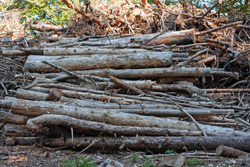 Fototapeta na wymiar Fir wood cut and stacked in the woods.