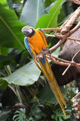 colorful parrot