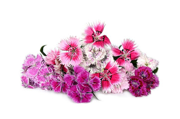 Chinese carnation flower (Dianthus chinensis) isolated on white