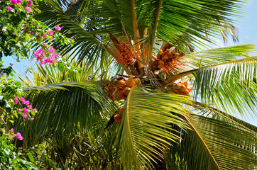 Royal coconut (Cocos)