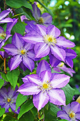 Blossom of clematis. Purple flowers of clematis closeup. Blooming clematis in the garden.