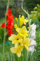 Yellow, red and white gladiolus in the garden.