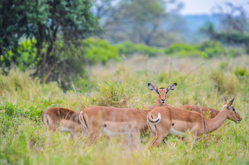 Naklejka na ściany i meble A group of Imapala or deer posing in a game reserve