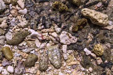 Broken corals on the beach