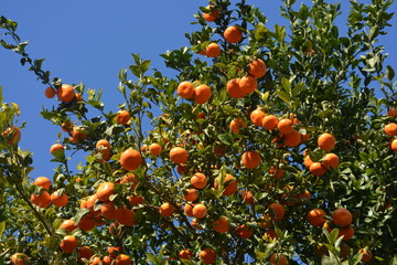 oranges on tree