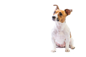 Portrait Jack Russell Terrier, standing in front, isolated white background