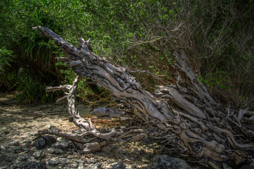 Drift woods on remote island beach